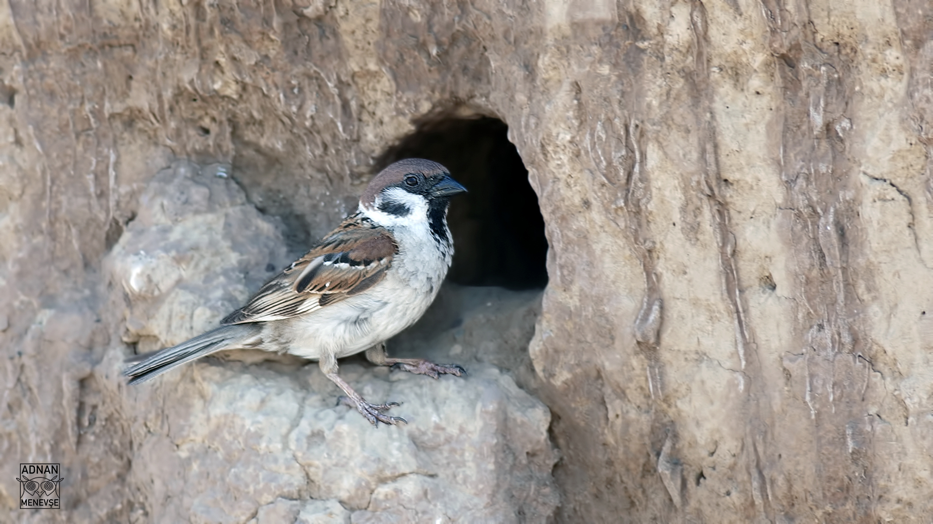 Eurasian Tree Sparrow